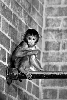 A baby Pig-tailed Monkey January 1975 75-00240-021 A baby Pig-tailed Monkey January 1975 75-00240-021