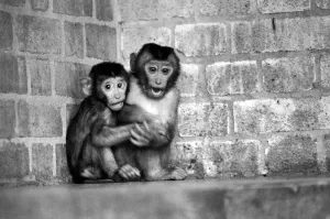 Baby pig-tailed monkeys January 1975 75-00240-005 Baby pig-tailed monkeys January 1975 75-00240-005