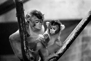 Baby pig-tailed monkeys January 1975 75-00240-020 Baby pig-tailed monkeys January 1975 75-00240-020