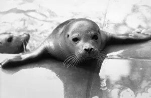 The baby seals at the Brenda Giles sanctuary in Norfolk have all been brought in by The baby seals at the Brenda Giles sanctuary in Norfolk have all been brought in by