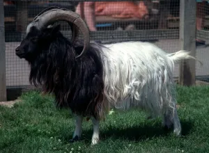 Bagot Goat Ram rare breed at Aldenham Country Park July 1996 Bagot Goat Ram rare breed at Aldenham Country Park July 1996