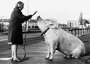 Barbara Woodhouse uses her animal expertise to command a 22 stone pig, 16th January 1981 Barbara Woodhouse uses her animal expertise to command a 22 stone pig, 16th January 1981