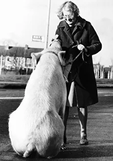 Barbara Woodhouse uses her animal expertise to command a 22 stone pig Barbara Woodhouse uses her animal expertise to command a 22 stone pig