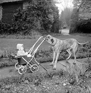 Barbara Woodhouse's Great Dane dog seen here pushing Pram. Circa 1954 Barbara Woodhouse's Great Dane dog seen here pushing Pram. Circa 1954