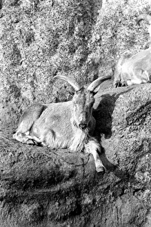 A Barbary sheep from North African must have thought it was still there A Barbary sheep from North African must have thought it was still there