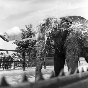 Bath Time For Marjorie The Elephant: Straight between the eyes and loving it Bath Time For Marjorie The Elephant: Straight between the eyes and loving it