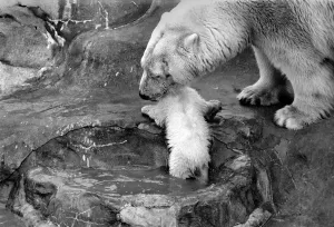 Bath time for the four month old polar bear cub Jamie at Bristol Zoo Bath time for the four month old polar bear cub Jamie at Bristol Zoo
