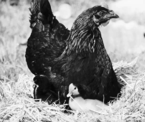 Beakie the Duckling with her adopted hen mother. 6th September 1979 Beakie the Duckling with her adopted hen mother. 6th September 1979