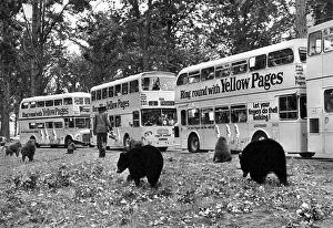 Bears at Windsor Safari Park. September 1972 P000689 Bears at Windsor Safari Park. September 1972 P000689