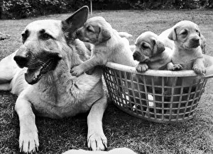 Images Dated 2nd July 1976: Beautiful Alsation Bumble, the subsititute mum, does everything except feed these pups