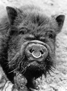 Belle, the Vietnamese Pot-Bellied Pig April 1985 P004246 Belle, the Vietnamese Pot-Bellied Pig April 1985 P004246