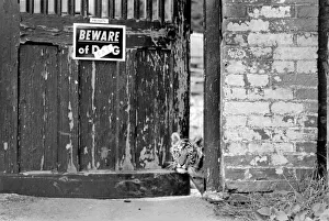 A Bengal Tiger Cub puts his head out around the gate as the family's pet dog looks A Bengal Tiger Cub puts his head out around the gate as the family's pet dog looks