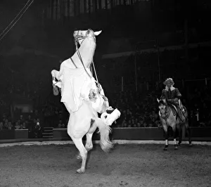 Bertram Mills Circus - The Schumann High School horses. Paulina Schumann performs a Bertram Mills Circus - The Schumann High School horses. Paulina Schumann performs a