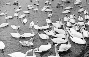 These Berwick swans lose all their regal bearing if there is a chance of a free feed These Berwick swans lose all their regal bearing if there is a chance of a free feed