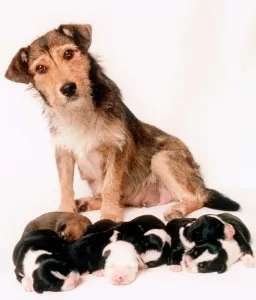 Bessie the mongrel which was shot survied and gave 1998 birth to seven puppies Bessie the mongrel which was shot survied and gave 1998 birth to seven puppies