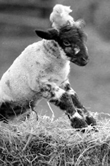Images Dated 29th March 1988: Best friends chick and lamb enjoy the spring sunshine in the run up to Easter. 29 / 3 / 1988
