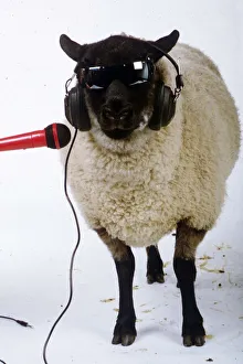 Betsy the singing sheep who recorded song Baa Baa 1989 Betsy the singing sheep who recorded song Baa Baa 1989