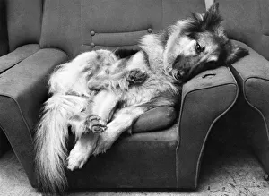 Betty the Alsatian no longer has to remain alert every moment of the day -- she' Betty the Alsatian no longer has to remain alert every moment of the day -- she'