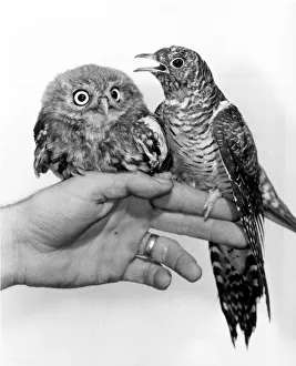 Big eyes the baby owl with Calamity t he cuckoo September 1985 P044250 Big eyes the baby owl with Calamity t he cuckoo September 1985 P044250