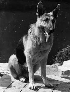 The Bionic Dog Bracken as Max from The Bionic Woman 1977 TV programme The Bionic Dog Bracken as Max from The Bionic Woman 1977 TV programme