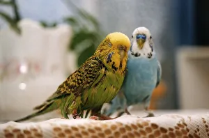 Birds Budgerigars Budgie call Jason Hathaway who flew into a deep fat frier Birds Budgerigars Budgie call Jason Hathaway who flew into a deep fat frier