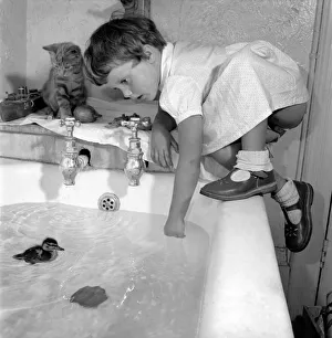 Birds Children. A little girl plays with a duckling in the bath as her kitten watches Birds Children. A little girl plays with a duckling in the bath as her kitten watches