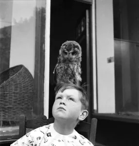 Birds: Owls. The strange story of Oswald the Owl, who does not too-whit or too-whoo Birds: Owls. The strange story of Oswald the Owl, who does not too-whit or too-whoo