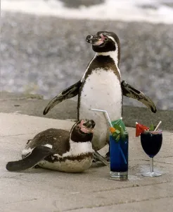 Birds Penguins with cocktail drinks at the Drusillas Park Zoo, Sussex Birds Penguins with cocktail drinks at the Drusillas Park Zoo, Sussex