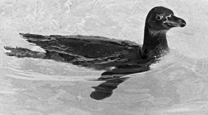 Biscuit the penguin who cant swim, goes solo for the first time Biscuit the penguin who cant swim, goes solo for the first time