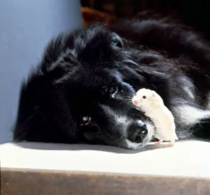 Black Collie Dog with Hamster Friendship Friends Sleepy Dog Black Collie Dog with Hamster Friendship Friends Sleepy Dog
