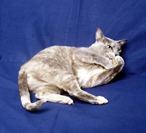 A Blue Burmese cat lying down February 1987 animal animals pet pets domestic A Blue Burmese cat lying down February 1987 animal animals pet pets domestic
