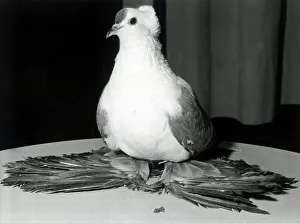 A blue fairy Swallow pigeon on show at the People International Pigeon Racing show at A blue fairy Swallow pigeon on show at the People International Pigeon Racing show at
