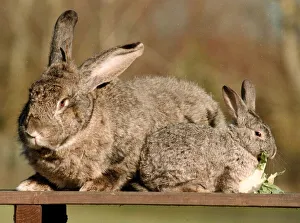 Bodmin the Flemish Giant rabbit March 1999 with a normal size rabbit Bodmin the Flemish Giant rabbit March 1999 with a normal size rabbit