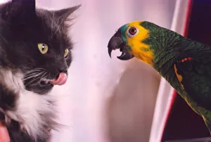 Bosun the parrot has a love hate relationship with this cat Bosun the parrot has a love hate relationship with this cat