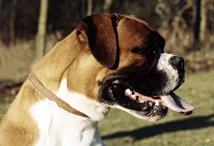 A Boxer dog in profile with tongue hanging out June 1987 animal A Boxer dog in profile with tongue hanging out June 1987 animal