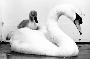 Bringing up baby. This male swan has taken on the tole of mother to this abandoned cygnet Bringing up baby. This male swan has taken on the tole of mother to this abandoned cygnet