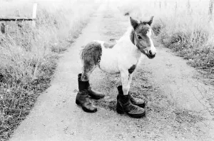 Britain's smallest Shetland Pony Lucky'. When she was born she was only 14 Britain's smallest Shetland Pony Lucky'. When she was born she was only 14
