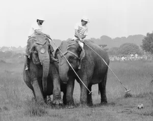 British Elephant Polo Championships July 1987 Practise Session Robert British Elephant Polo Championships July 1987 Practise Session Robert