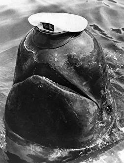 Bubbles the whale is a star attraction at Marineland of the Pacific in California, U.S.A Bubbles the whale is a star attraction at Marineland of the Pacific in California, U.S.A