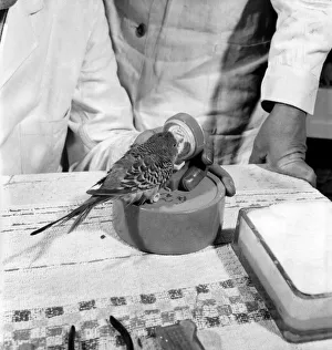 Budgerigar gets beauty treatment at a Slough pet store. March 1958 A684-007 Budgerigar gets beauty treatment at a Slough pet store. March 1958 A684-007