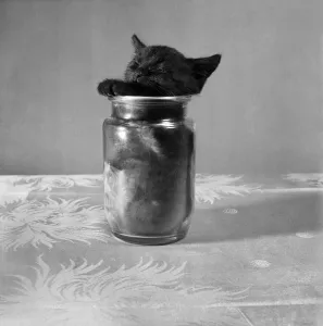 Bugsy the Kitten playing with a Jam jar. July 1953 D3499 Bugsy the Kitten playing with a Jam jar. July 1953 D3499