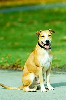 Buster, the mongrel branded a Pit Bull, saved from death row Buster, the mongrel branded a Pit Bull, saved from death row