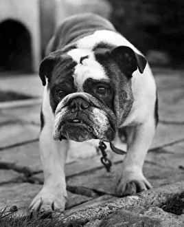 Butch the British bulldog. March 1981 P007460 Butch the British bulldog. March 1981 P007460