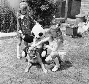 Butch the seven year old boxer belonging to Richard Spouge of Bridgeford Butch the seven year old boxer belonging to Richard Spouge of Bridgeford
