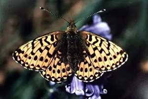 Butterfly. A picture of the Pearl-bordered Fritillary found in the Wyre Forest Butterfly. A picture of the Pearl-bordered Fritillary found in the Wyre Forest