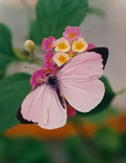 A Cabbage Pink butterfly lands on a flower. 1st November 1994 A Cabbage Pink butterfly lands on a flower. 1st November 1994