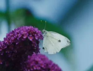 Cabbage White butterfly on a buddlea bush. 4th August 1992 Cabbage White butterfly on a buddlea bush. 4th August 1992