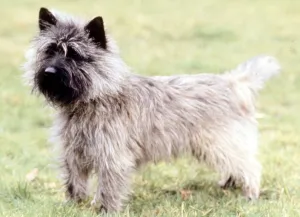 A Cairn Terrier dog, full length June 1987 A Cairn Terrier dog, full length June 1987