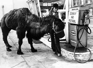 Camel at the Texco garage in the city which has ran out of petrol during the fuel crisis Camel at the Texco garage in the city which has ran out of petrol during the fuel crisis