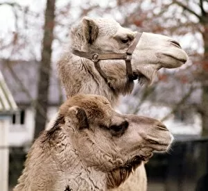 Images Dated 15th January 1971: Camels Jock and Nithanya at Belle Vue Zoo in Belfast January 1971